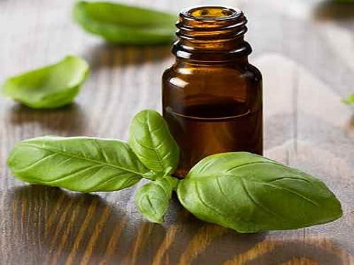 Basil Oil, Feature : Reliable Performance, Nutrient Richness