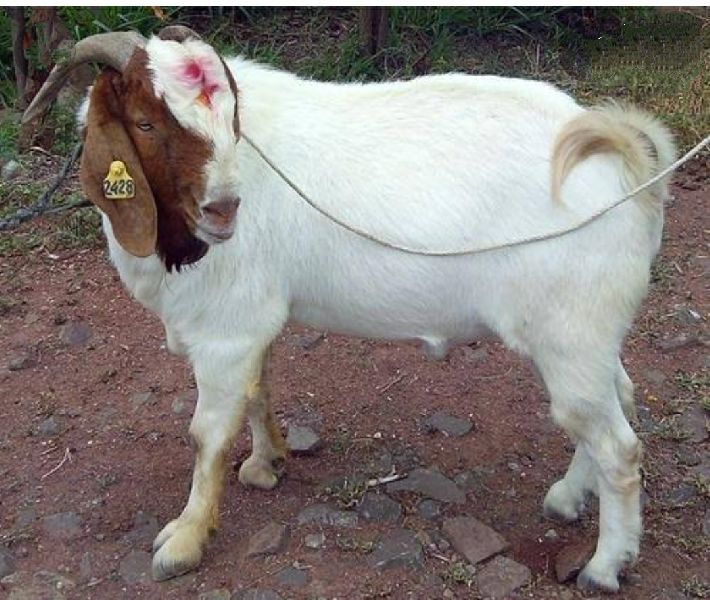 Boer goats
