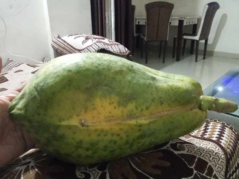 Organic Green Papaya., Shelf Life : 1week