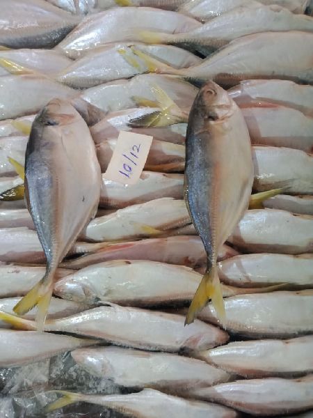Frozen Yellow Tail Scad Fish, for Cooking, Packaging Type : Shutter Packing  at Best Price in Gir Somnath