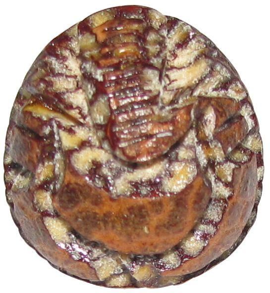 S945528 - Poka Ganapathi Natural Handcrafted Betelnut Ganesh For Family 20mm 4gram