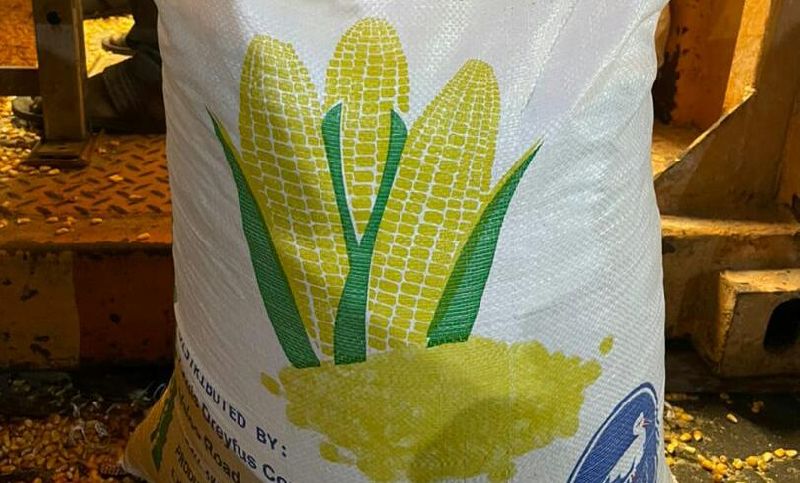 maize