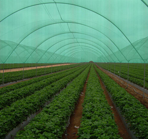 HDPE Plastic Greenhouse Shade Net, for Agriculture, Feature : Good Quality, Water Proof, Eco Friendly