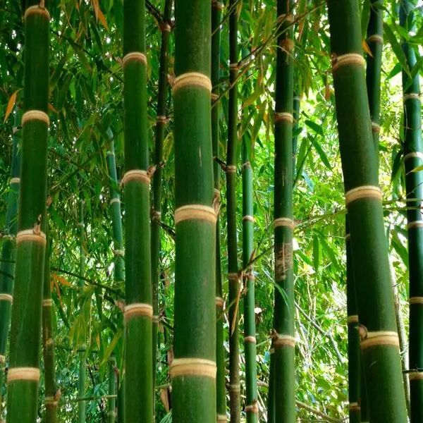 Natural Bamboo, Color : Green