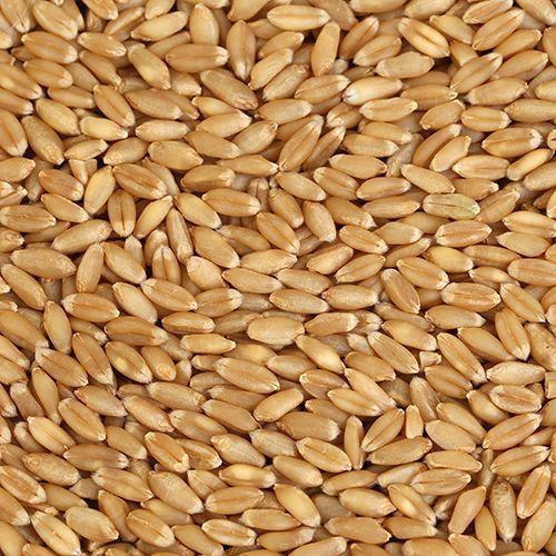 Organic wheat grain, for Bakery Products, Cookies, Cooking, Making Bread