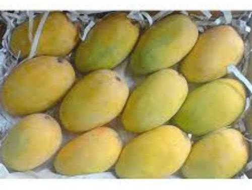 Natural kesar mango, Packaging Size : 5kg, 10kg, 15kg