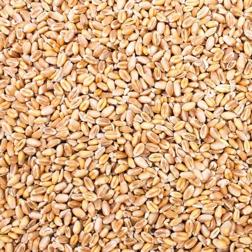 wheat grain