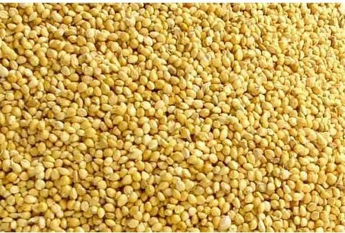 Yellow Millets
