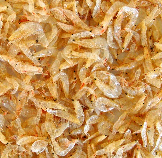 Dried Baby Shrimp