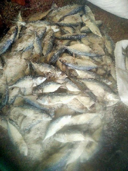 Dried Salted Mackerel Fish, Packaging Type : Vaccum Packed