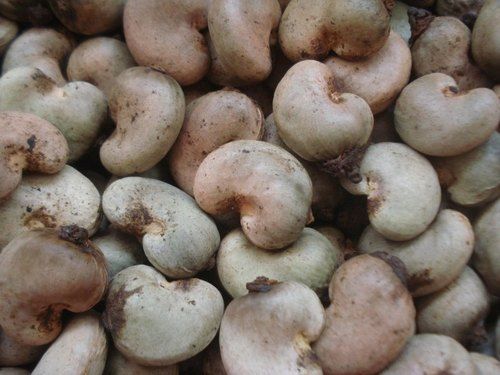 Raw Cashew Nuts