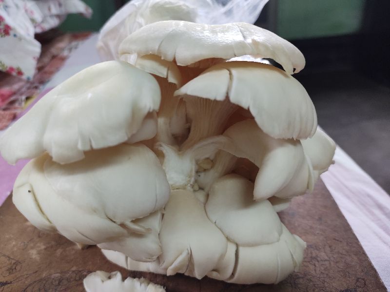 Mushroom, Type : Fresh Oyster