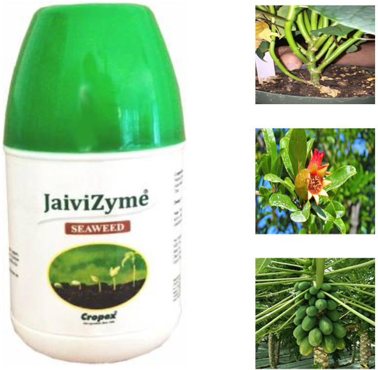 Cropex JaiviZyme Seaweed Biostimulant