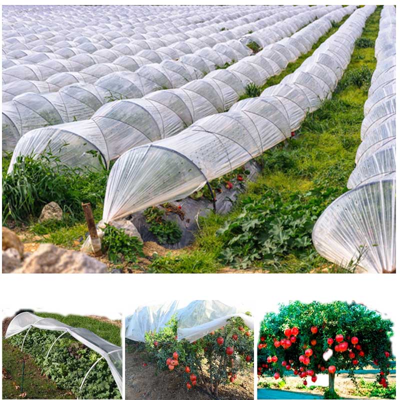 Pomegranate Tree Cover