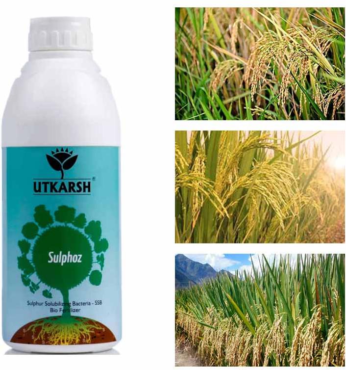 Sulphoz Sulphur Solubilizing Bacteria – SSB