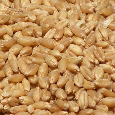 Organic Wheat Seeds, Shelf Life : 1year