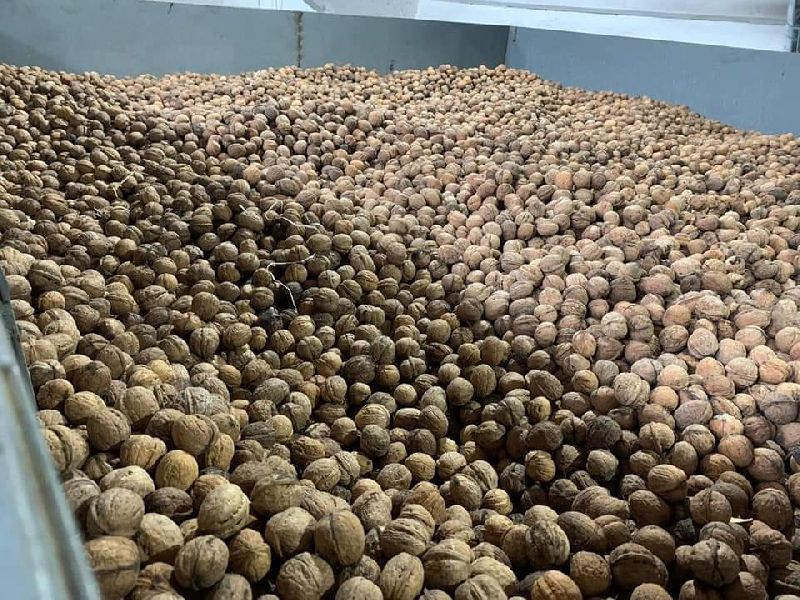 quality walnuts