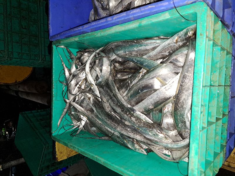 ribbon fish, Style Fresh at best price INR 80INR 160 / kg in