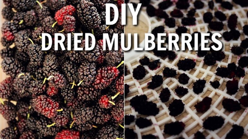 Dehydrated Mulberries