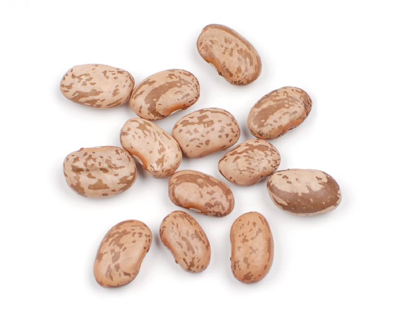 Natural Pinto Beans, Packaging Type : Plastic Packet