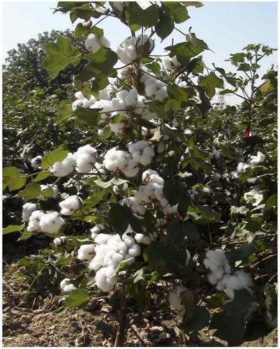 927 Hybrid Cotton Seeds
