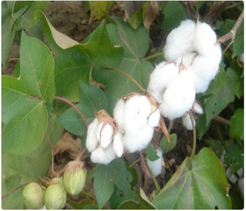 936 Hybrid Cotton Seeds