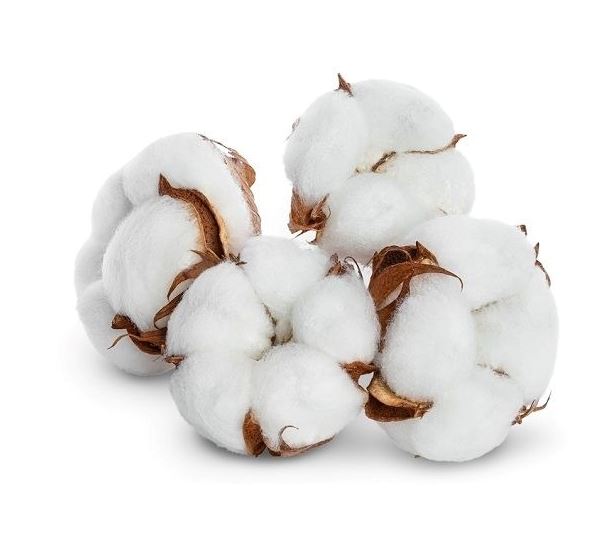 955 Hybrid Cotton Seeds