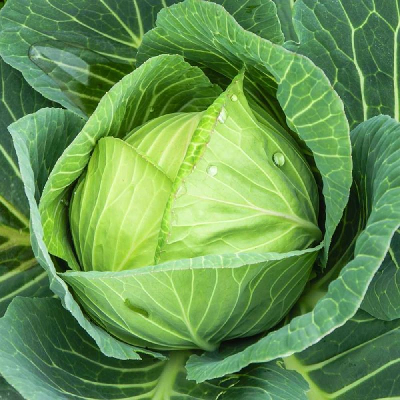 Elegate F1 HY Cabbage Seeds