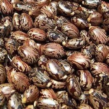 Rajmoti Castor Seeds