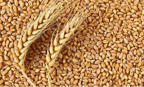 Wheat Seeds, for Roti, Khakhara, Chapati, Feature : Hybrid, Healthy