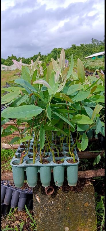 Eucalyptus clone plants, for Plantation