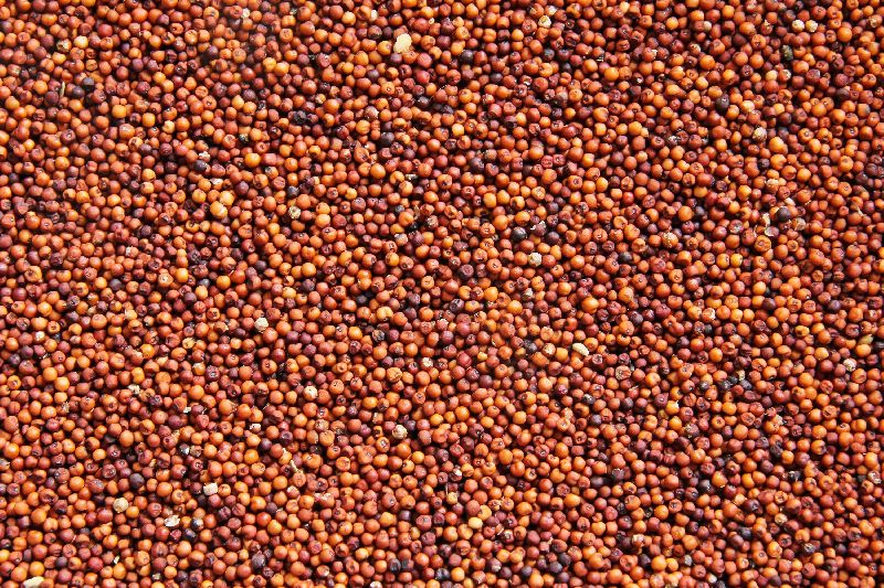 finger-millet-type-seeds-at-best-price-in-navi-mumbai-maharashtra