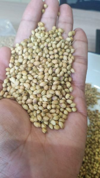 Coriander Seeds