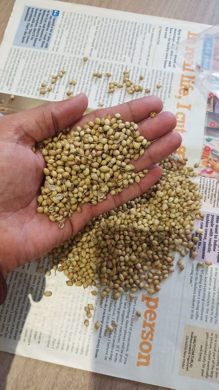 Coriander Seeds