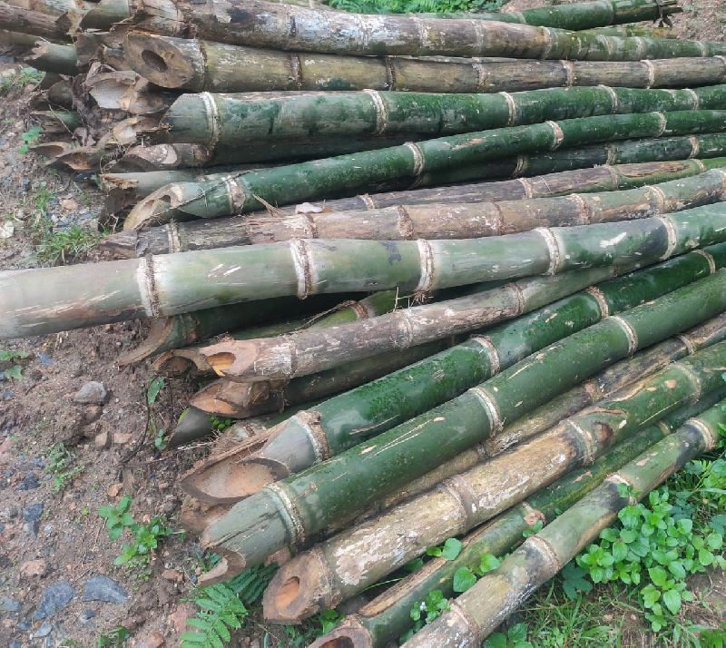 Bamboo For Paper Mill / Bamboo For Clothing Fiber / Bamboo For Making ...