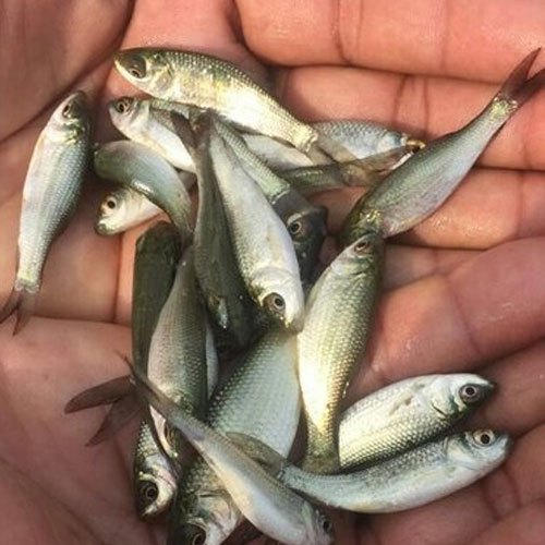 Mrigal Fish Seeds, Feature : Longer Shelf Life