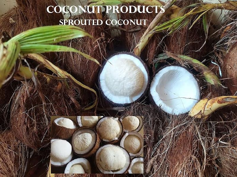 sprouted coconuts at best price in Erode Tamil Nadu from Sri Krishna