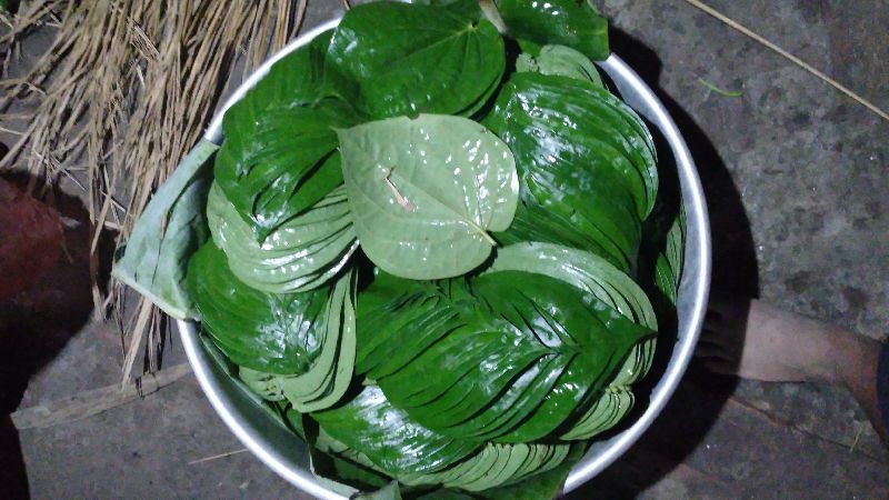 Common Bengal Betel Leaves, Style : Fresh