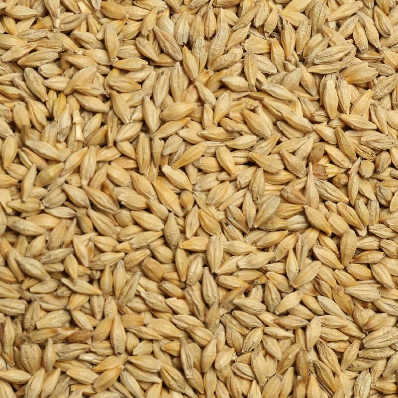 Organic barley seeds, Style : Dried