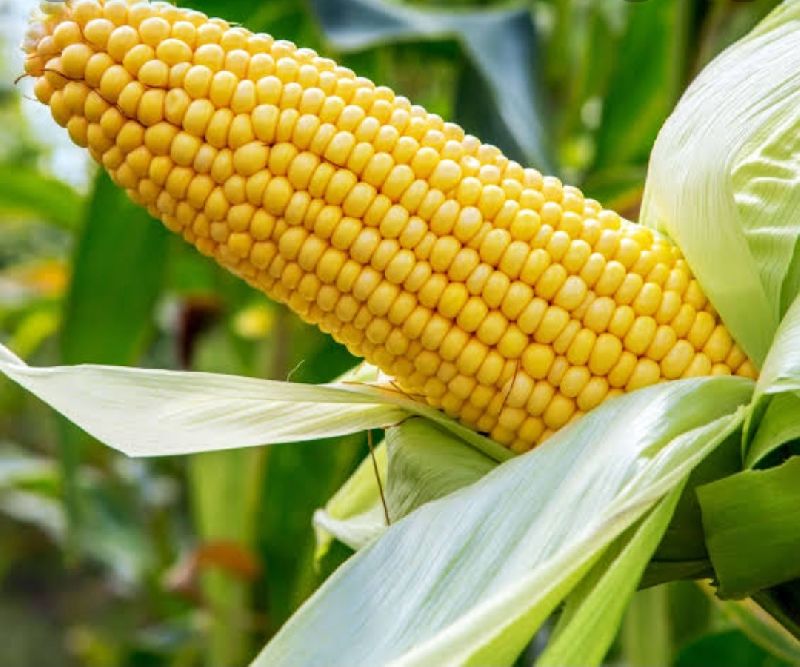 Common Natural yellow maize, Style : Fresh