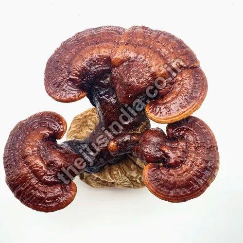 Dehydrated Ganoderma Mushroom, for Cooking, Color : Light Brown