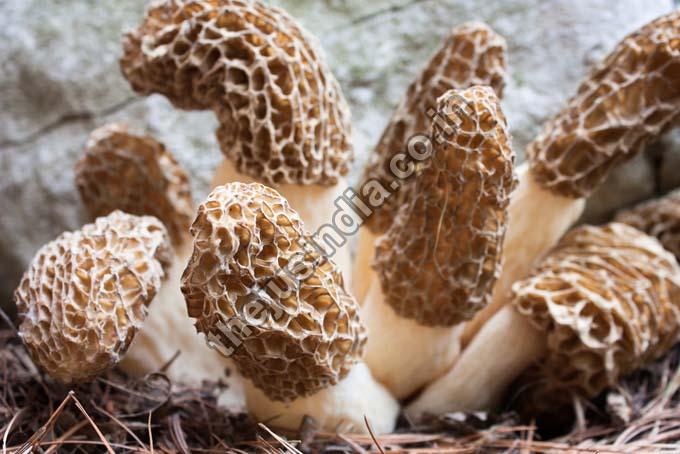Organic Dehydrated Morel Mushroom