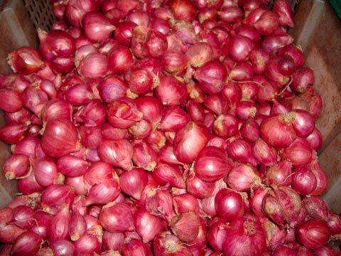 Organic Fresh Small Onion, for Cooking, Packaging Type : Net Bags