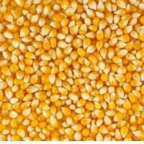 Maize Seeds, for Animal Feeding, Packaging Type : Vaccum Pack