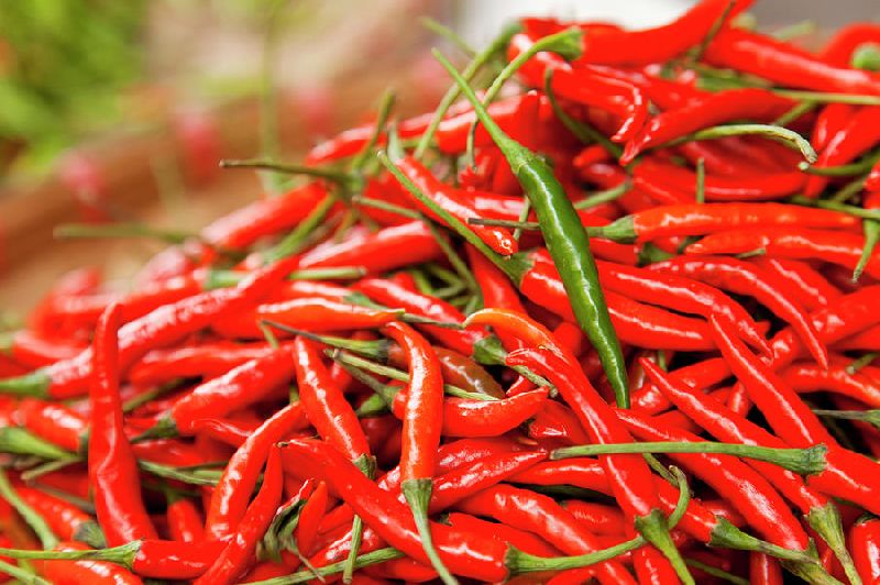 Organic Chillies, Taste : Spicy