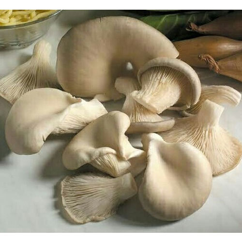 Major Cultivation Sajor Caju Oyster Mushrooms