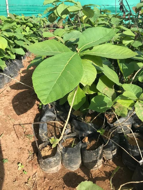 Sagwan Teak Plant, Color Green at Rs 30 / Piece in Ghaziabad Geeta