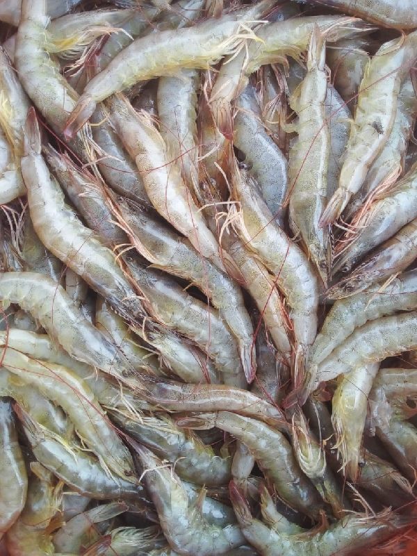 Frozen Buffalo Meat & Frozen Shrimps Exporter Promenade ocean, Coimbatore