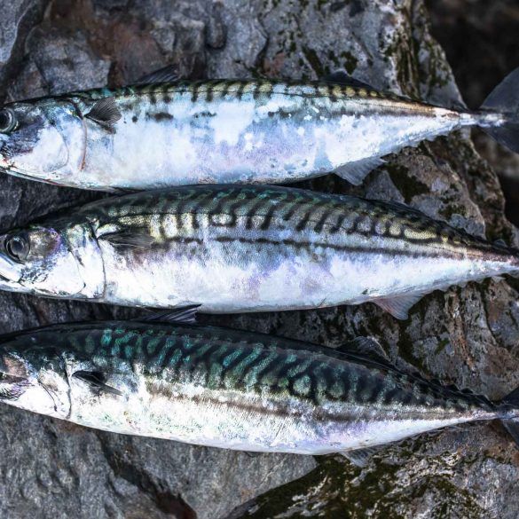 mackerel fish, Certification FDA Certified at best price in Bangalore