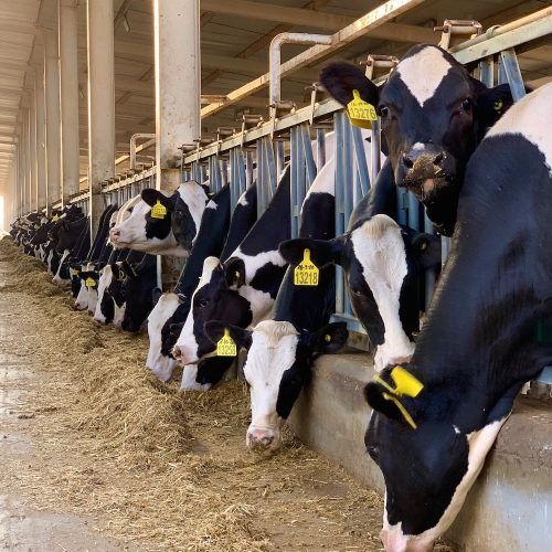Cow Farming Services